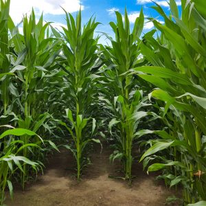 A front view of a corn field which plants have reached their maximum height