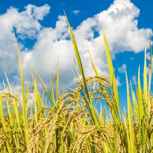 Paddy rice field landscape and blue sky and white cloud.